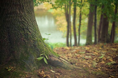 Wald - lizenzfrei -